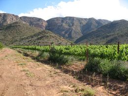 Bergwater Vineyard.jpg